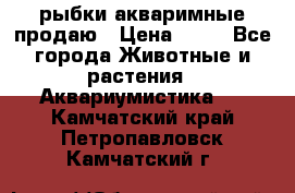 рыбки акваримные продаю › Цена ­ 30 - Все города Животные и растения » Аквариумистика   . Камчатский край,Петропавловск-Камчатский г.